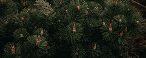 Preview wallpaper fir, branches, needles, green
