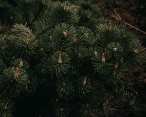 Preview wallpaper fir, branches, needles, green