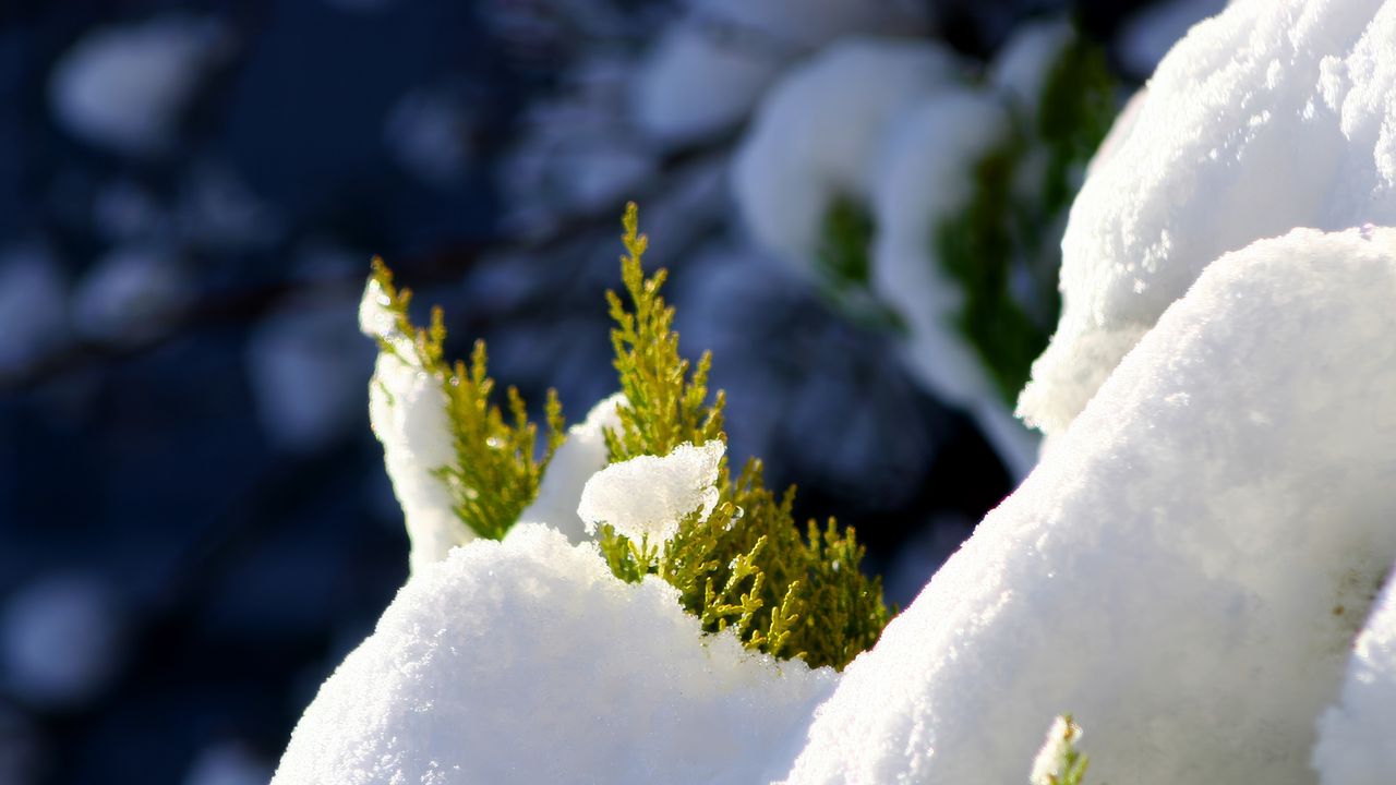 Wallpaper fir, branches, snow, winter, white