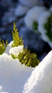 Preview wallpaper fir, branches, snow, winter, white