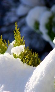 Preview wallpaper fir, branches, snow, winter, white