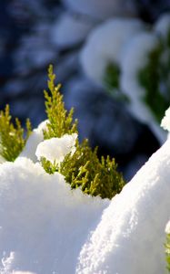 Preview wallpaper fir, branches, snow, winter, white