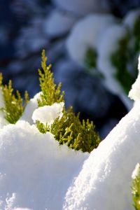 Preview wallpaper fir, branches, snow, winter, white