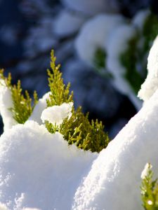 Preview wallpaper fir, branches, snow, winter, white