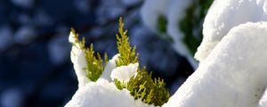 Preview wallpaper fir, branches, snow, winter, white