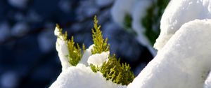 Preview wallpaper fir, branches, snow, winter, white