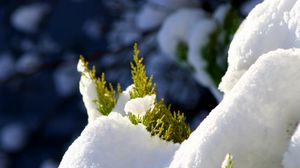 Preview wallpaper fir, branches, snow, winter, white