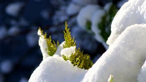 Preview wallpaper fir, branches, snow, winter, white