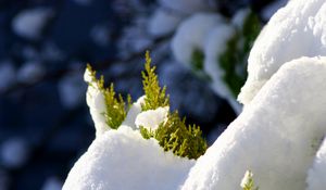 Preview wallpaper fir, branches, snow, winter, white