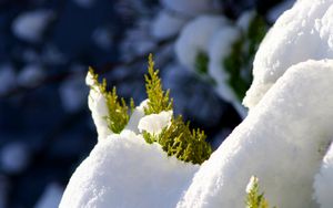 Preview wallpaper fir, branches, snow, winter, white