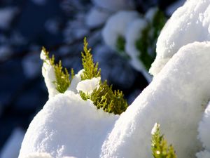 Preview wallpaper fir, branches, snow, winter, white