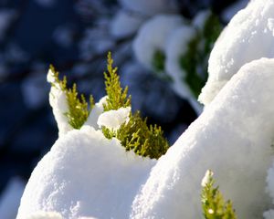 Preview wallpaper fir, branches, snow, winter, white