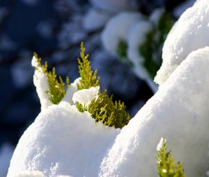 Preview wallpaper fir, branches, snow, winter, white