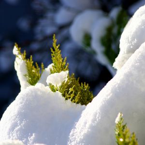 Preview wallpaper fir, branches, snow, winter, white