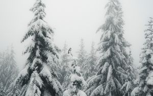 Preview wallpaper fir, fog, snow, bird, winter