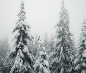 Preview wallpaper fir, fog, snow, bird, winter