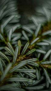 Preview wallpaper fir, macro, needle, blurred