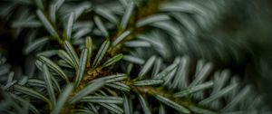 Preview wallpaper fir, macro, needle, blurred