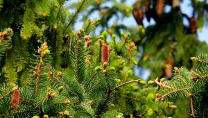 Preview wallpaper fir, needles, cones