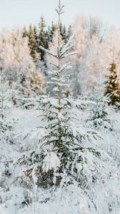 Preview wallpaper fir, snow, garland, winter, tree