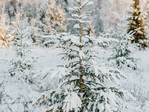 Preview wallpaper fir, snow, garland, winter, tree