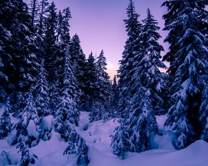 Preview wallpaper fir, snow, winter, evening