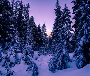 Preview wallpaper fir, snow, winter, evening