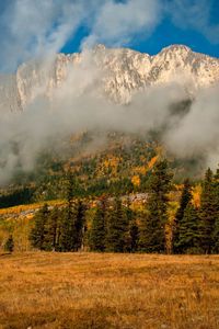 Preview wallpaper fir, trees, mist, mountains, autumn, nature, clouds
