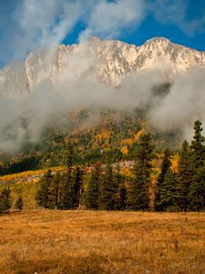 Preview wallpaper fir, trees, mist, mountains, autumn, nature, clouds