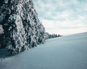 Preview wallpaper fir, trees, snow, winter, landscape, snowy