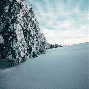 Preview wallpaper fir, trees, snow, winter, landscape, snowy