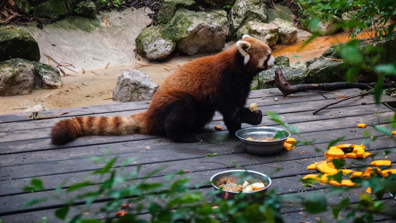 Wallpaper fire panda, zoo, food