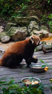 Preview wallpaper fire panda, zoo, food