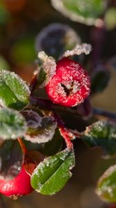 Preview wallpaper firethorn, berries, leaves, ice, macro