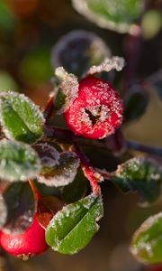 Preview wallpaper firethorn, berries, leaves, ice, macro