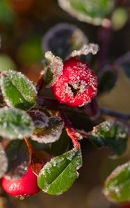 Preview wallpaper firethorn, berries, leaves, ice, macro