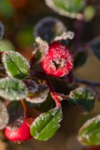 Preview wallpaper firethorn, berries, leaves, ice, macro