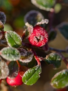 Preview wallpaper firethorn, berries, leaves, ice, macro