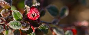 Preview wallpaper firethorn, berries, leaves, ice, macro