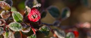 Preview wallpaper firethorn, berries, leaves, ice, macro