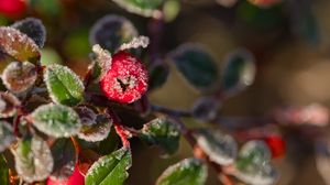 Preview wallpaper firethorn, berries, leaves, ice, macro
