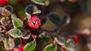 Preview wallpaper firethorn, berries, leaves, ice, macro