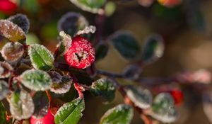 Preview wallpaper firethorn, berries, leaves, ice, macro