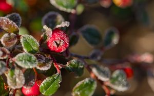 Preview wallpaper firethorn, berries, leaves, ice, macro