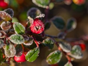 Preview wallpaper firethorn, berries, leaves, ice, macro