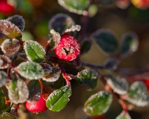 Preview wallpaper firethorn, berries, leaves, ice, macro
