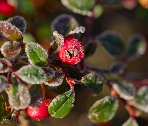 Preview wallpaper firethorn, berries, leaves, ice, macro