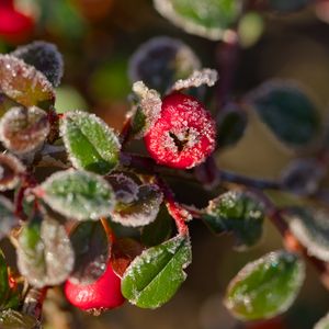 Preview wallpaper firethorn, berries, leaves, ice, macro