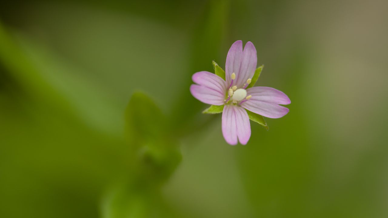 Wallpaper fireweed, flower, petals, macro