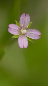 Preview wallpaper fireweed, flower, petals, macro